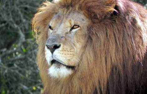 Cei 4 lei si 2 ursi ai lui Nutu Camataru, ridicati de pe proprietatea acestuia