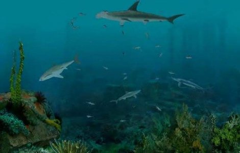 Regizor ucis de rechini in Noua Zeelanda