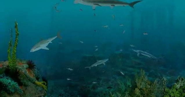 Regizor ucis de rechini in Noua Zeelanda