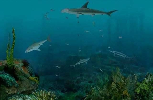 Regizor ucis de rechini in Noua Zeelanda