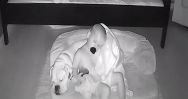 VIDEO Adorabil! S-a furișat din pat în toiul nopții ca să doarmă cu câinele lui