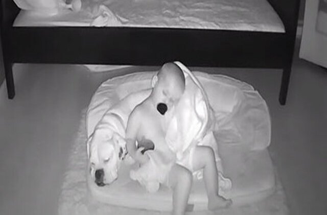 VIDEO Adorabil! S-a furișat din pat în toiul nopții ca să doarmă cu câinele lui