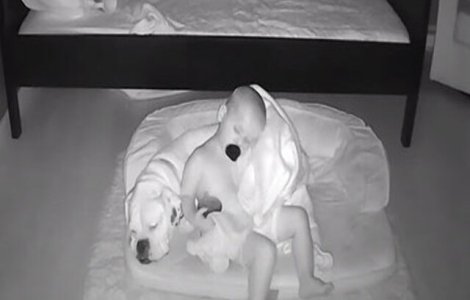 VIDEO Adorabil! S-a furișat din pat în toiul nopții ca să doarmă cu câinele lui