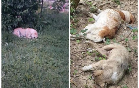 FOTO Mai mulți câini au fost otrăviți și aruncați la marginea unei păduri