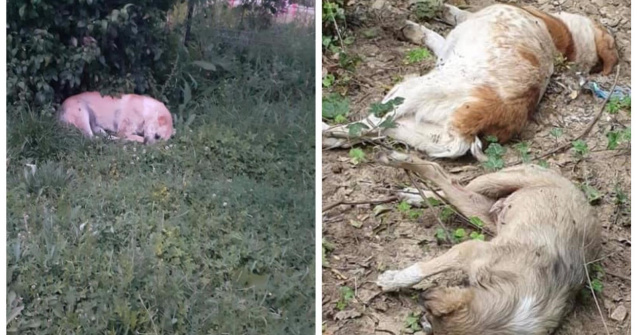 FOTO Mai mulți câini au fost otrăviți și aruncați la marginea unei păduri