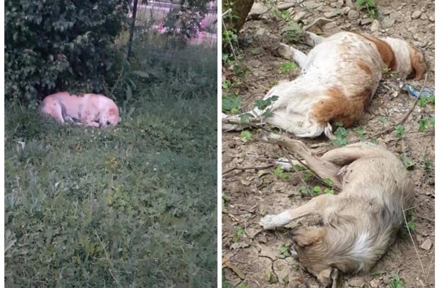 Imagini revoltătoare în Gorj! Mai mulți câini fără stăpân au fost otrăviți și aruncați la marginea unei păduri