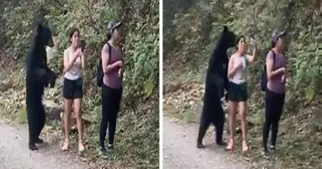 VIDEO Un urs s-a furișat în spatele unor turiști