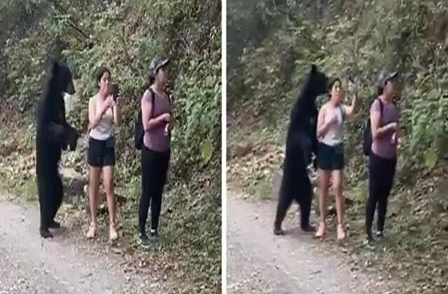 VIDEO Un urs s-a furișat în spatele unor turiști care habar nu aveau ce se întâmplă