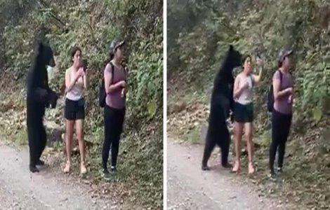 VIDEO Un urs s-a furișat în spatele unor turiști