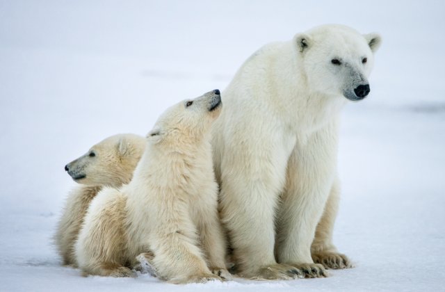 STUDIU Schimbările climatice vor ucide urșii polari până în 2100