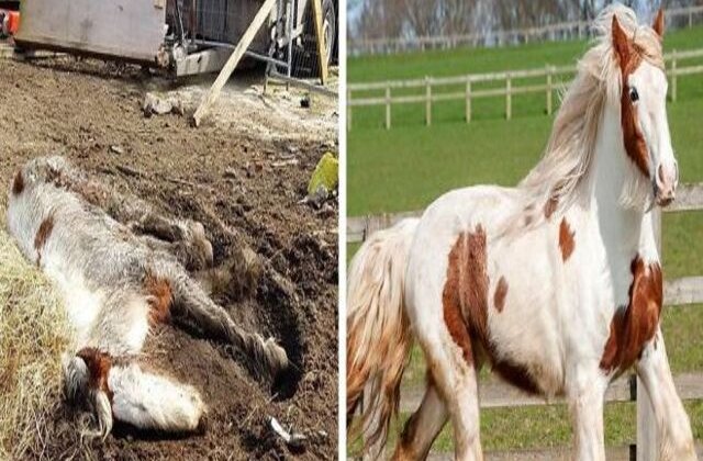 VIDEO Cal aproape mort este salvat și îngrijit. Transformarea este uluitoare