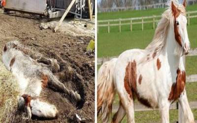 VIDEO Cal aproape mort este...