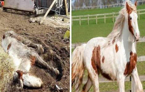 VIDEO Cal aproape mort este salvat și îngrijit. Transformarea este uluitoare