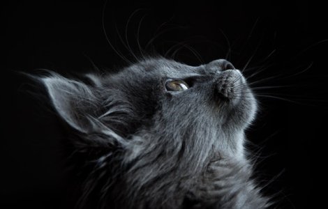 Pisică maidaneza însărcinată a început să miaune la ușa unei femei. Ce a urmat