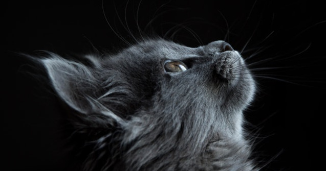 Pisică maidaneza însărcinată a început să miaune la ușa unei femei. Ce a urmat