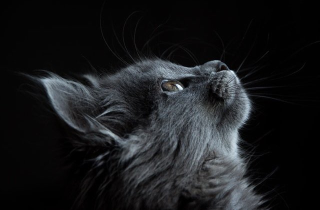 FOTO Pisică maidaneza însărcinată a început să plângă insistent la ușa unei femei la 5 dimineața. Ce a urmat