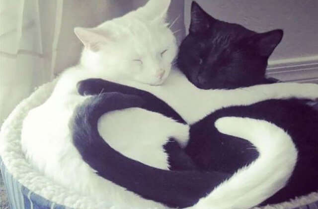 Pisicile dorm în cele mai drăgălașe poziții: 10 imagini haioase cu pisici care pot dormi oricum