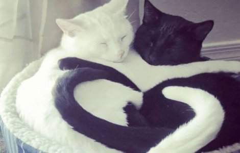  Top  Pisicile dorm în cele mai drăgălașe poziții: 10 imagini haioase