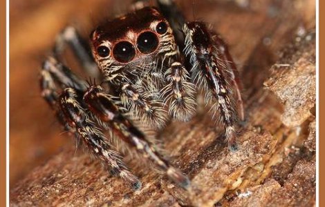 Cel mai valoros sal din lume, creat de un milion de paianjeni