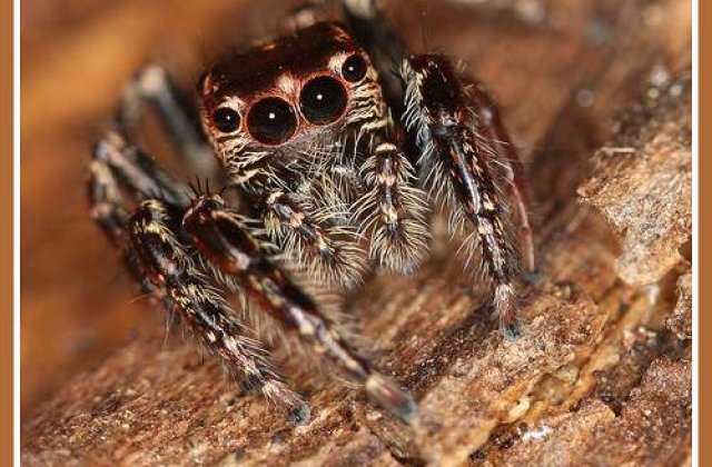 Cel mai valoros sal din lume, creat de un milion de paianjeni