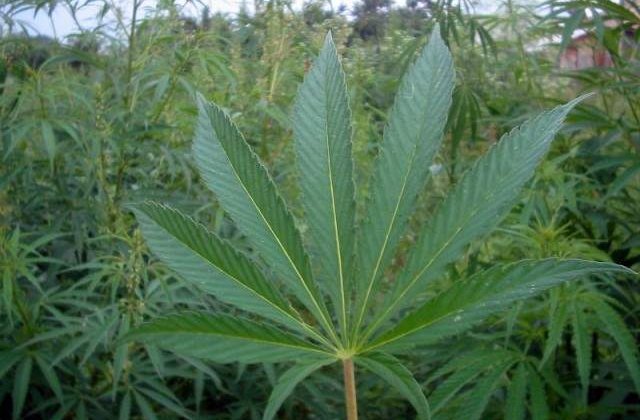 Cea mai mare cultura de cannabis din Romania, descoperita in Arad