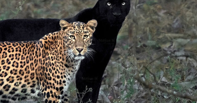 FOTO A așteptat 6 ani pentru a surprinde această imagine rară