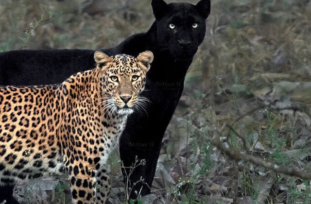 FOTO A așteptat 6 ani pentru a surprinde această imagine rară