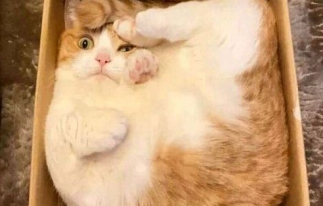  Top  10 momente în care oamenii s-au întrebat "Ce este în neregulă cu pisica mea?"