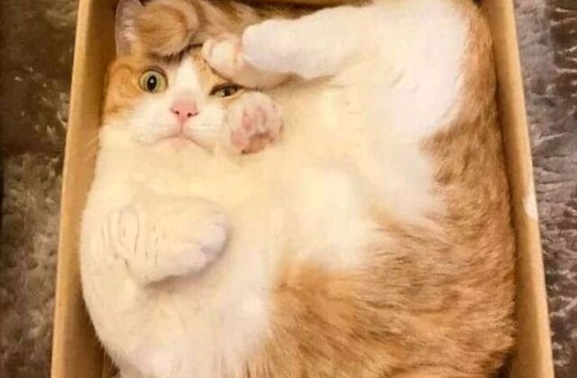 10 momente în care oamenii s-au întrebat "Ce este în neregulă cu pisica mea?"