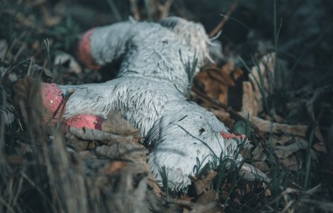 Peste 900 de femei au dispărut în Peru de la începutul pandemiei