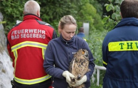 Un pompier și-a riscat viața pentru a salva o bufniță căzută într-o fântână