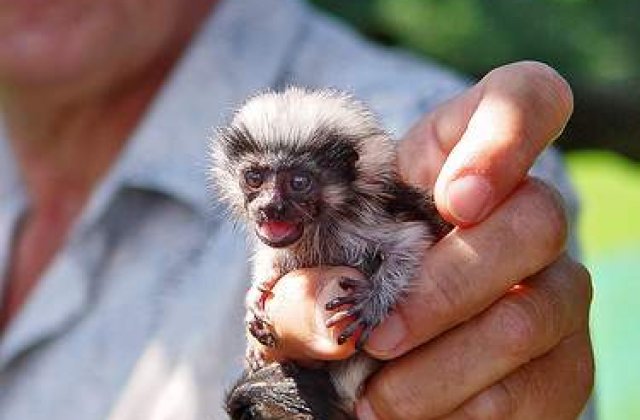 PRM: Geoana a cazut in capcana ca maimultele din Africa