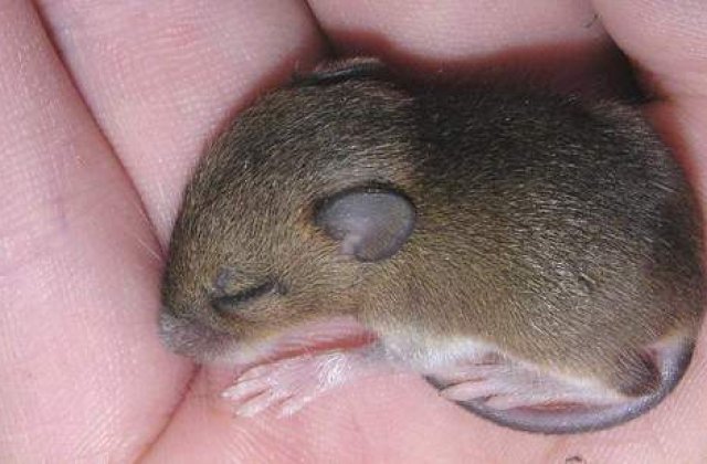 Cel mai curajos soarece din Marea Britanie