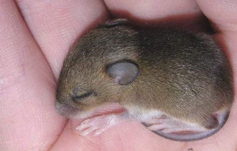 Cel mai curajos soarece din Marea Britanie