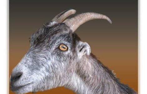 A fost descoperit omul - capra