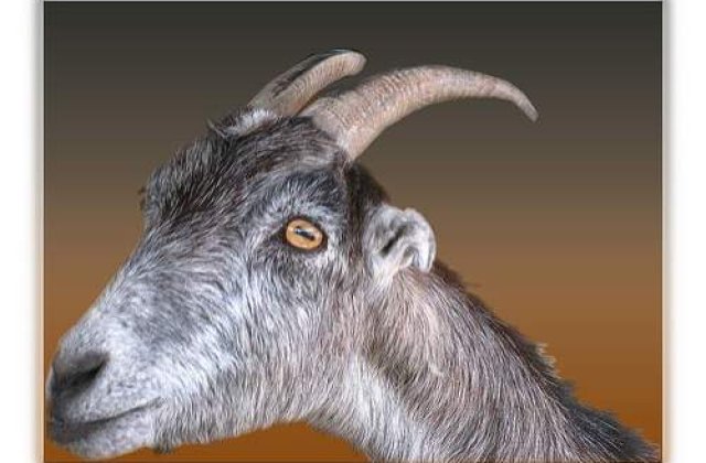 A fost descoperit omul - capra