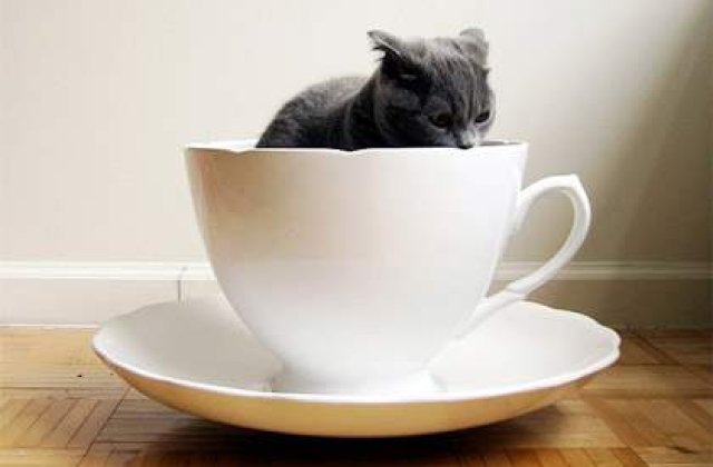 [VIDEO] Idee geniala? Prima cafenea de pisici din Londra se deschide in mai