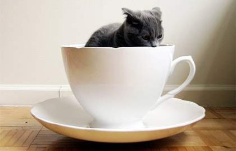 Prima cafenea de pisici din Londra se deschide in mai