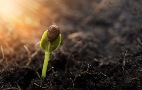 FOTO SUA primește pachete misterioase cu semințe din China