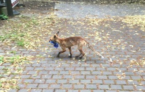 O vulpe a furat peste 100 de pantofi din case, într-un cartier din Berlin