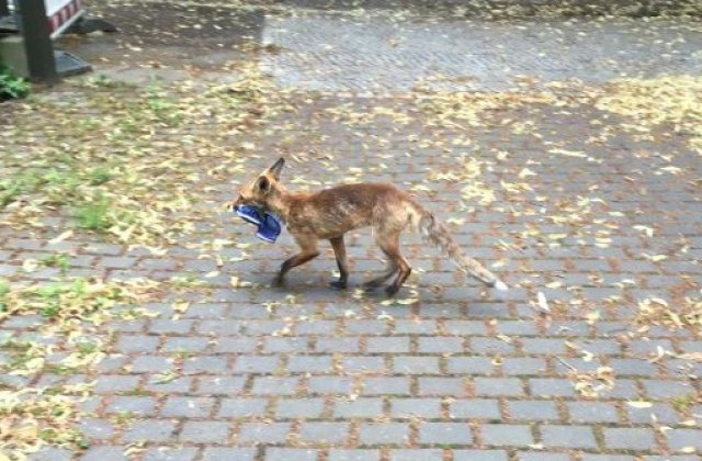 O vulpe a furat peste 100 de pantofi din case, într-un cartier din Berlin