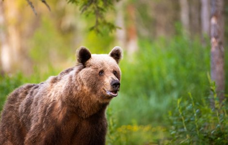 VIDEO Mai mulți turiști au fost atacați de urs pe un traseu din Munții Bucegi
