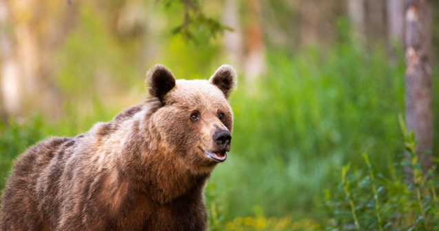 VIDEO Mai mulți turiști au fost atacați de urs pe un traseu din Munții Bucegi