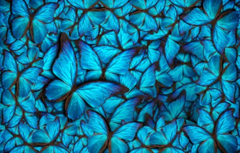 FOTO Ca în basme: Roi de fluturi albaștri înghesuiți pe scoarța unui copac