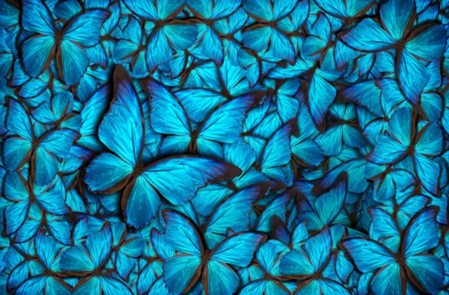 FOTO Ca în basme: Roi de fluturi albaștri înghesuiți pe scoarța unui copac