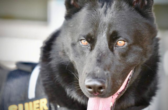 Postarea MAI care face senzație pe internet: Câinele Șuier ne învață să purtăm corect masca de protecție