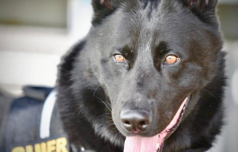 MAI face senzație pe internet: Câinele Șuier ne învață să purtăm corect masca