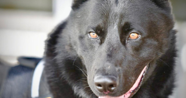 MAI face senzație pe internet: Câinele Șuier ne învață să purtăm corect masca