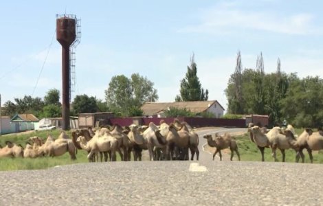 VIDEO Localnicii din 3 sate din Rusia, terorizați de cămile ce fac haos