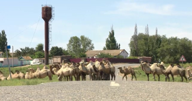 VIDEO Localnicii din 3 sate din Rusia, terorizați de cămile ce fac haos în zonă